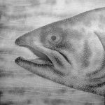 Salmon Fish Head (photo by Barry G Richards)